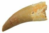 Fossil Plesiosaur (Zarafasaura) Tooth - Morocco #298308-1